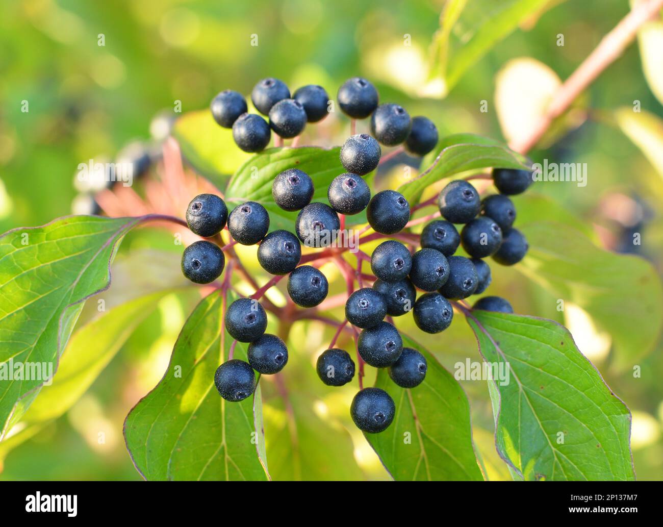 Black berries of cornus sanguinea ripen on a branch of a bush Stock ...