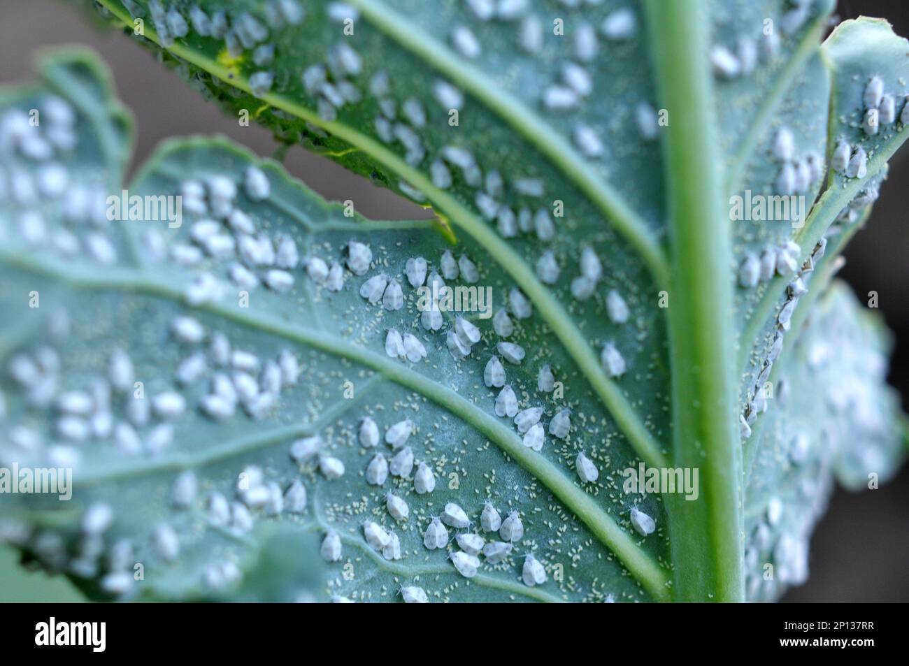 Very harmful butterfly whitefly (Aleyrodes proletella) on the plant