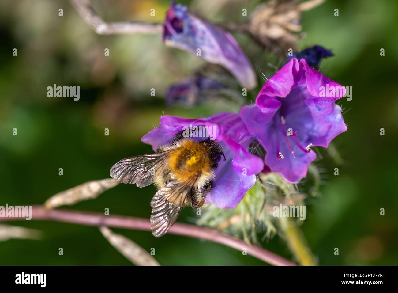common carder bee on pretty blue and pink flowers of Viper's Bugloss Echium Vulgare Stock Photo