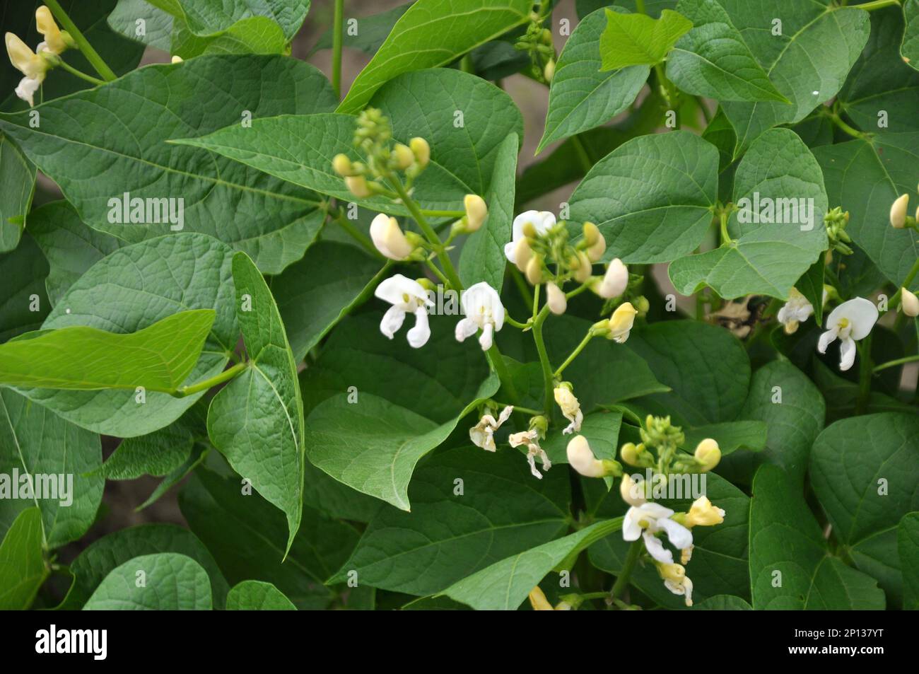 Common bean (Phaseolus vulgaris) blooms in open ground in the garden ...