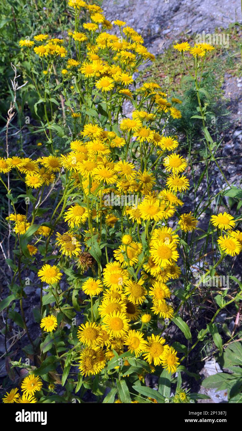 In the summer, the wild medicinal plant Inula blooms in the wild Stock Photo