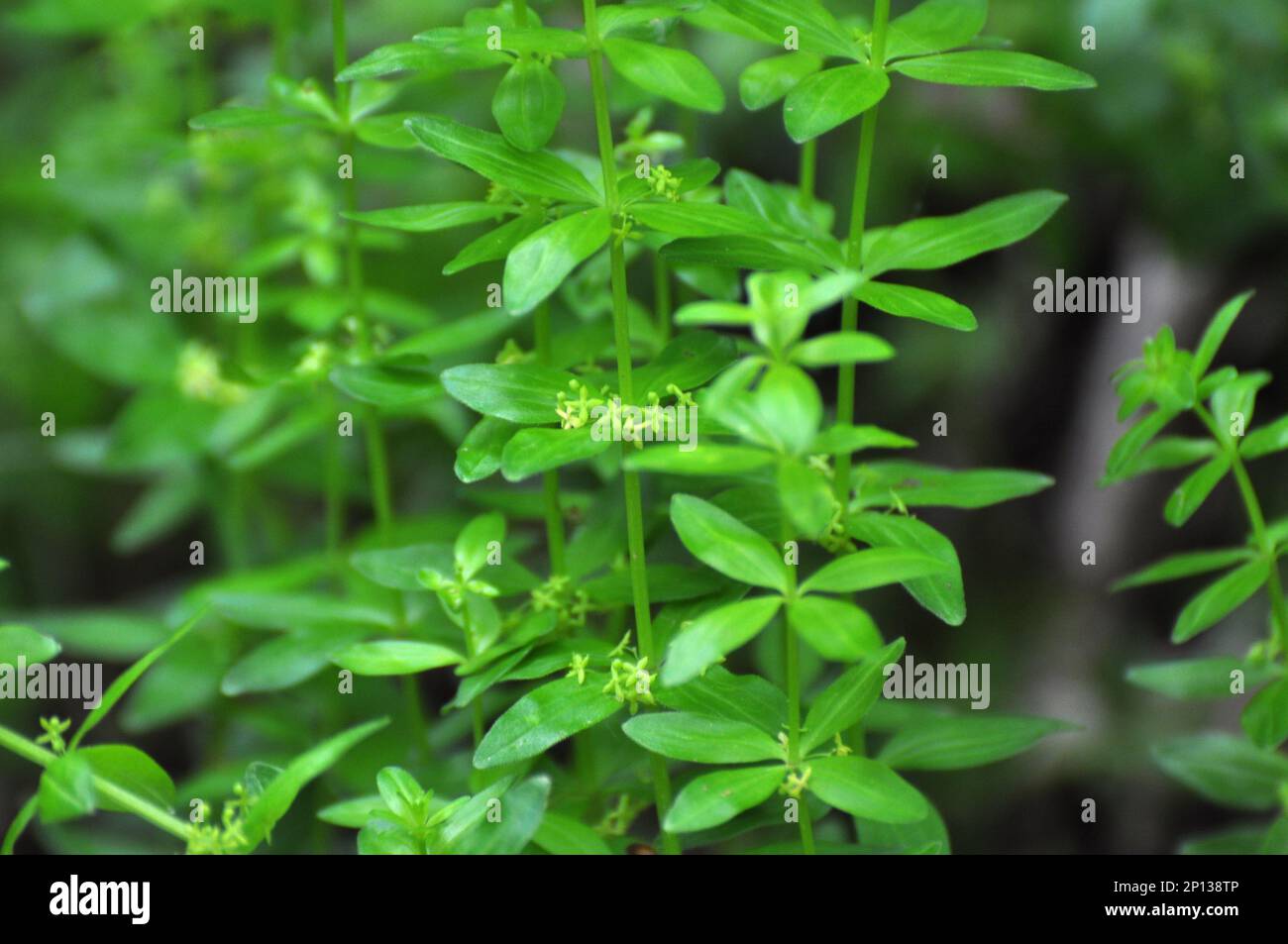 The wild plant Cruciata glabra grows in spring in the forest Stock Photo