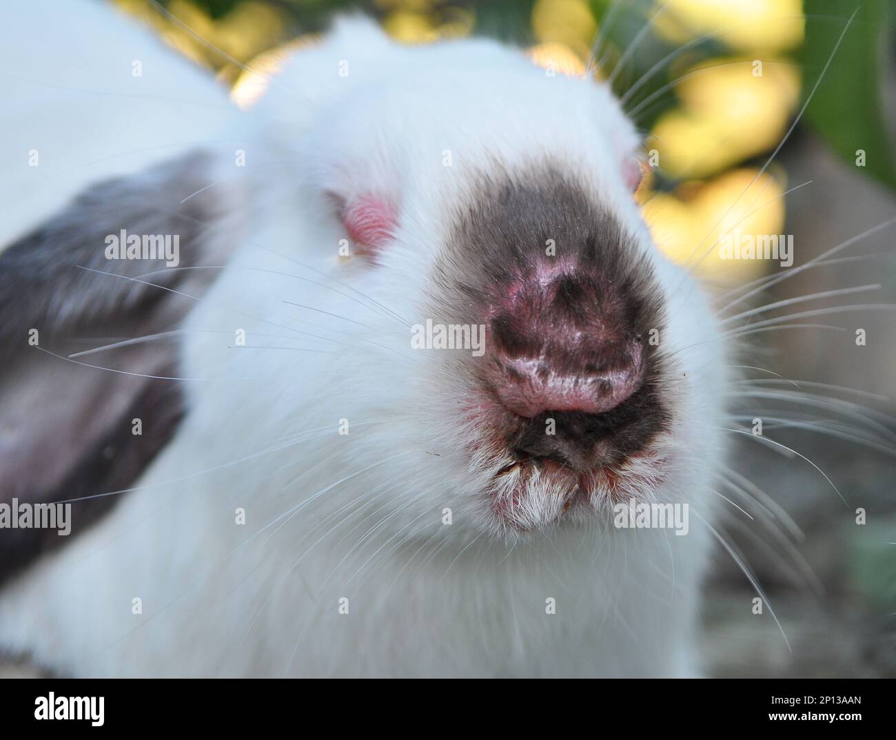 Home rabbit patient with viral myxomatosis disease Stock Photo Alamy