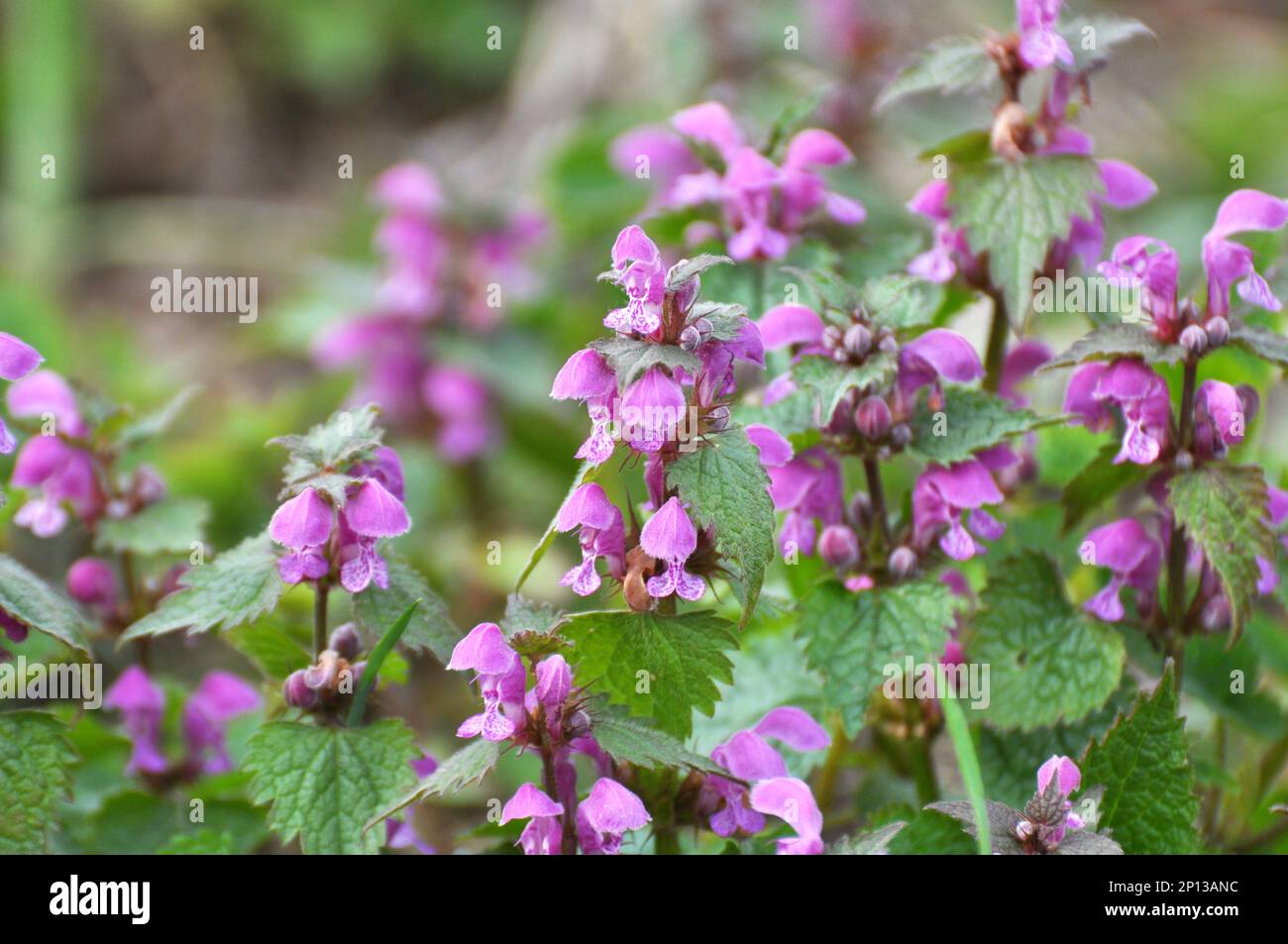 It blooms in the wild deaf nettle purple (Lamium purpureum) Stock Photo