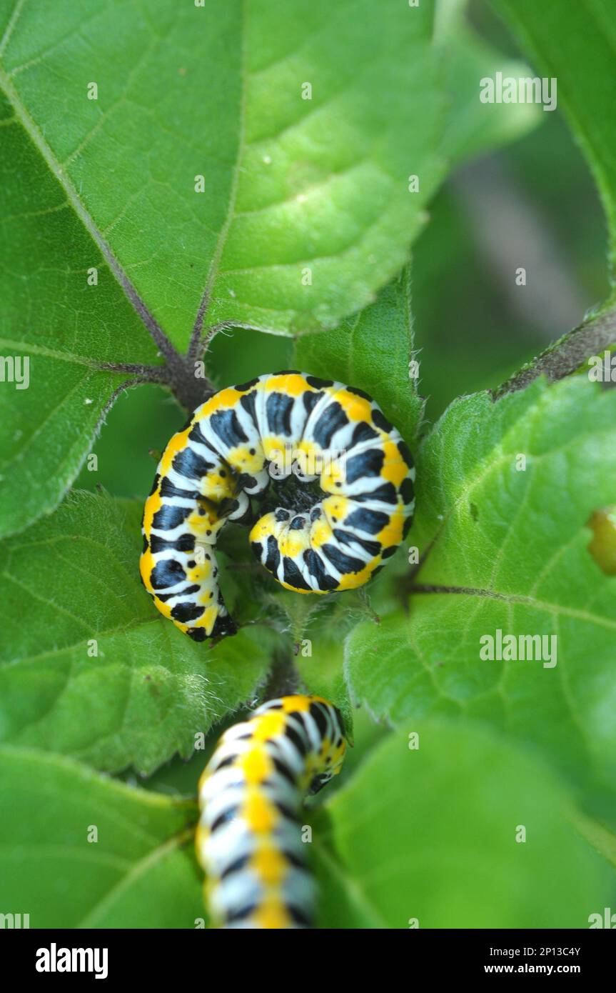 In the wild on the plant caterpillars butterfly Cucullia (Cucullia) pustulata Stock Photo
