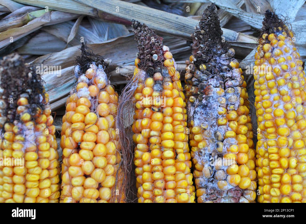 Corn cobs affected by a fungal disease fusarium (Fusarium moniliforme