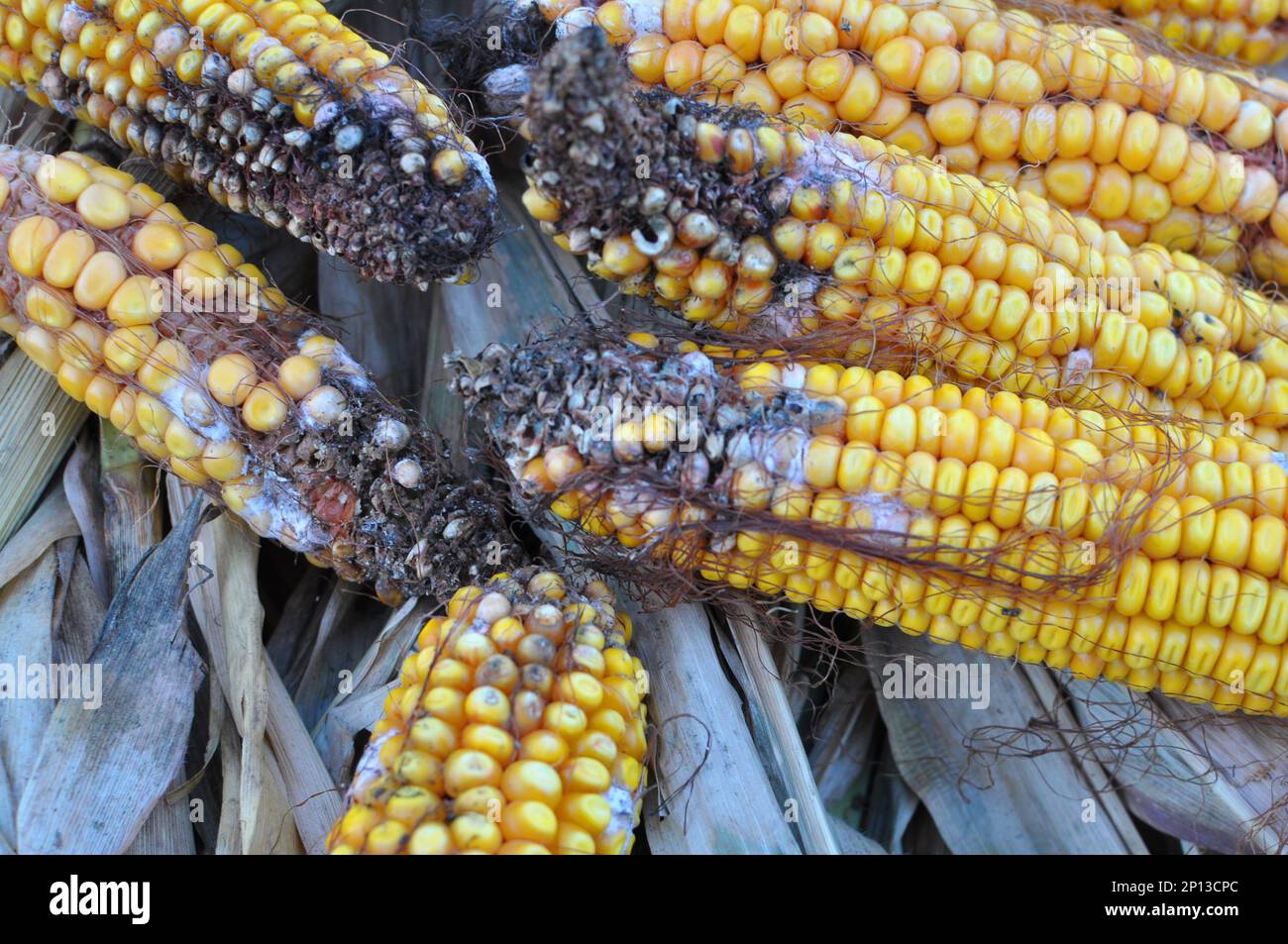 Corn cobs affected by a fungal disease fusarium (Fusarium moniliforme