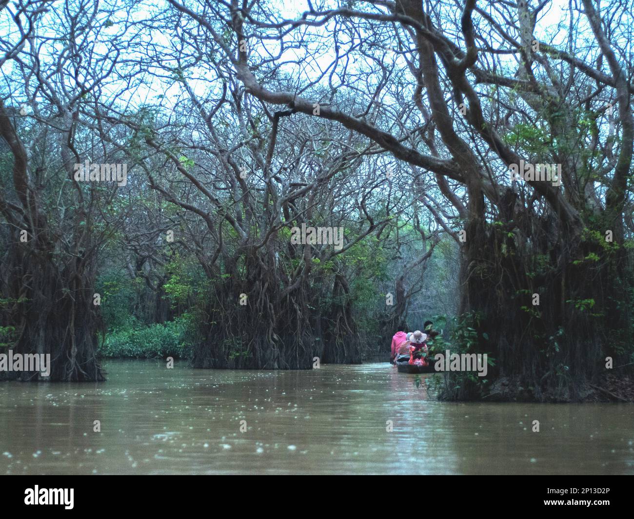 Picture of swamp forest in Sylhet, Bangladesh. Stock Photo