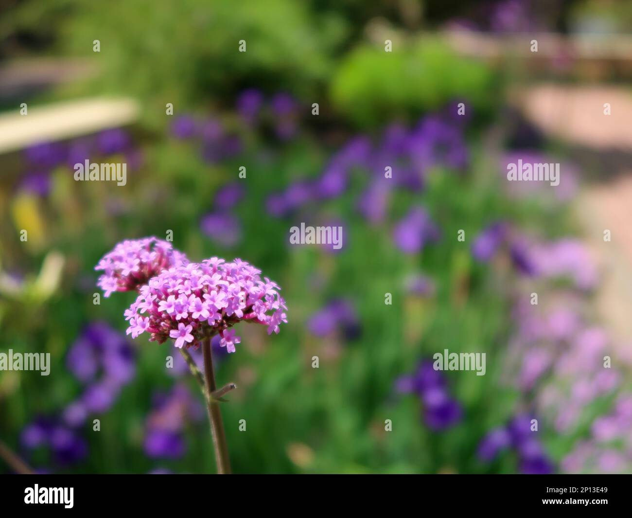 Himalaya Mountains range with magnificent blossoms rhododendrons