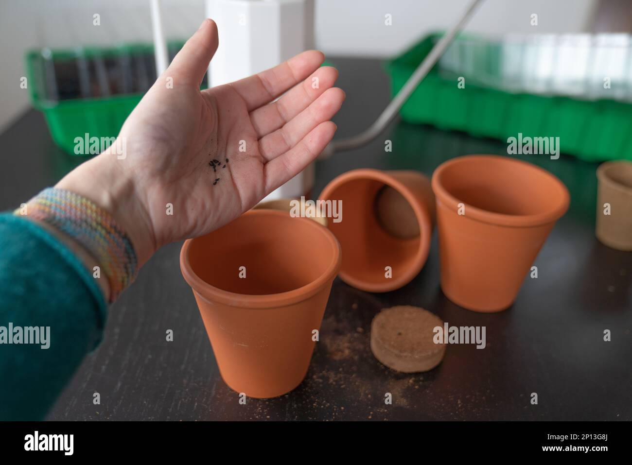 Hand on the background of pots, planting seeds. Stock Photo