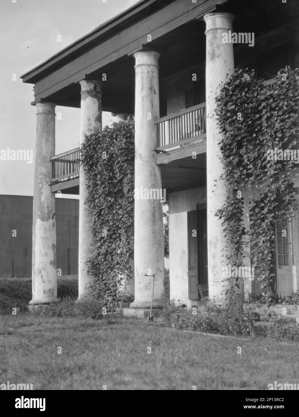 Column plant climbing Black and White Stock Photos & Images Alamy