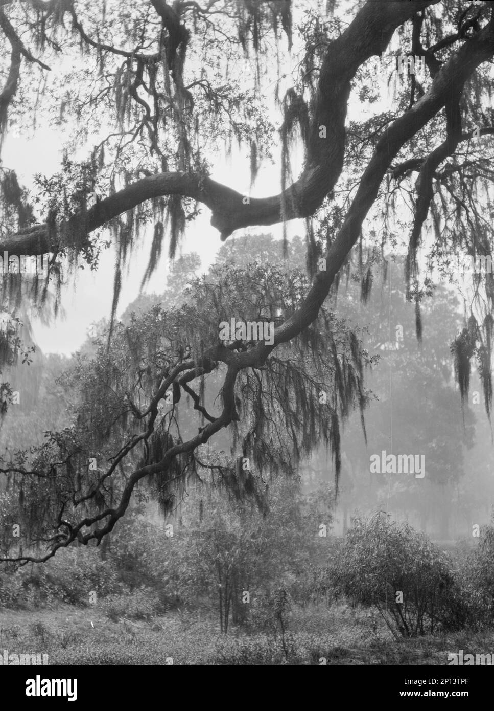 Spanish moss, New Orleans, between 1920 and 1926 Stock Photo Alamy
