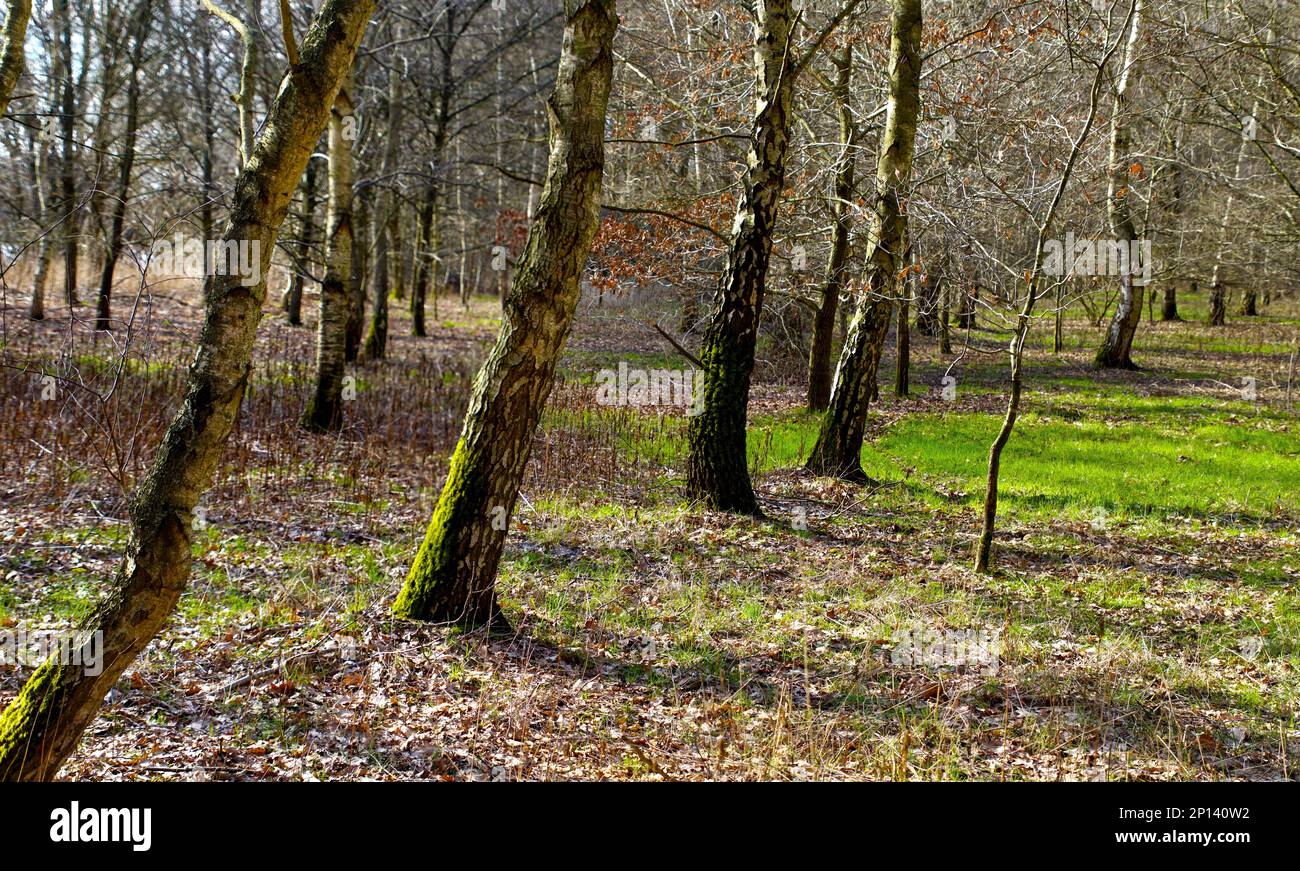 Baumbestand, Bäume, Wald und Zäune Stock Photo