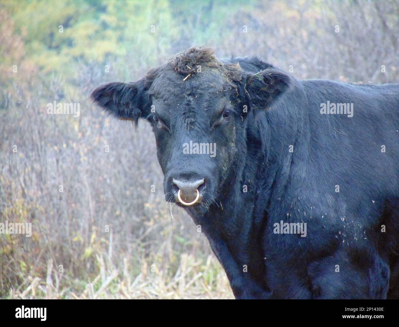 Black Angus bull portrait. Bull Stock Photo