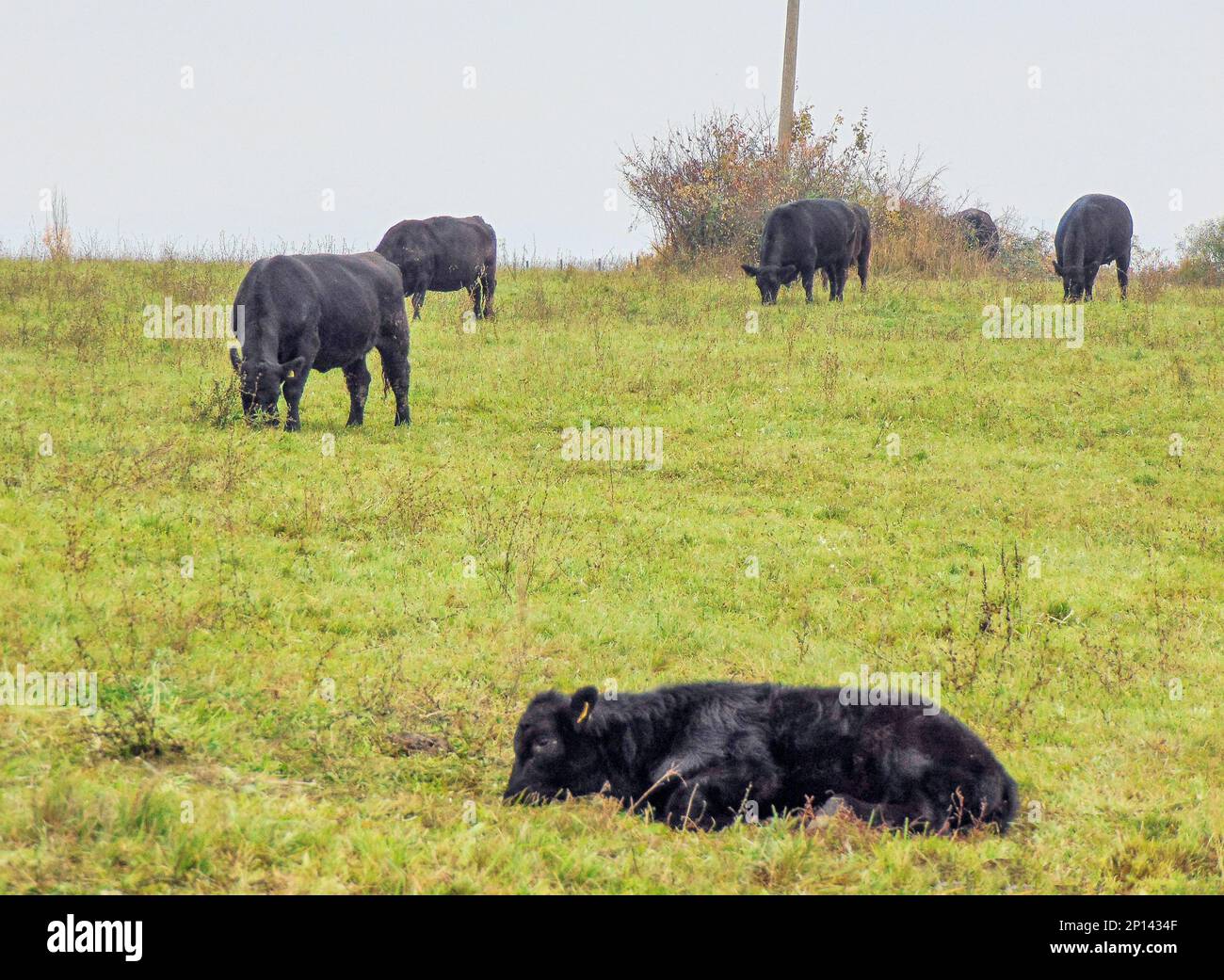 Herd of black Angus cows. Angus cows Stock Photo Alamy