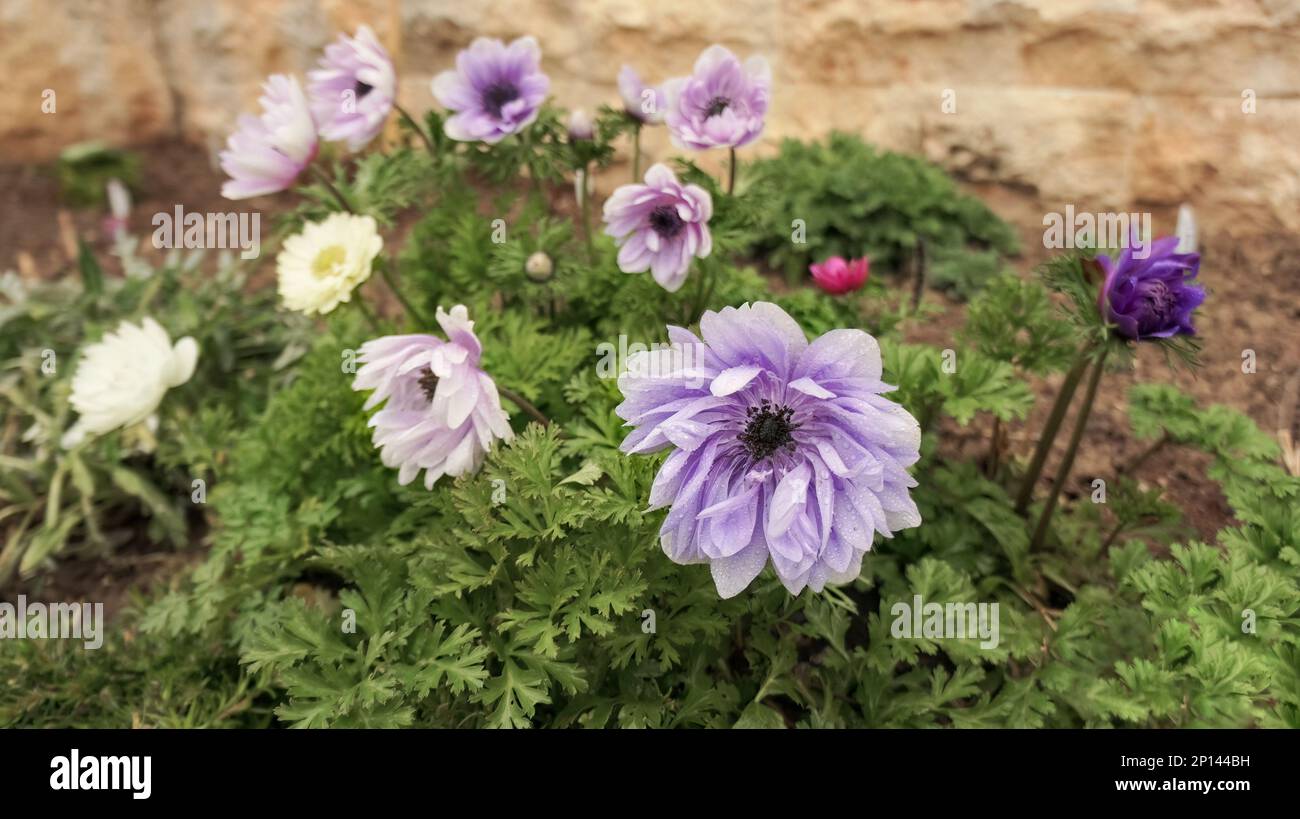 Anemone coronaria Lord Lieutenant semi-double velvet purple spring flower in the garden Stock Photo