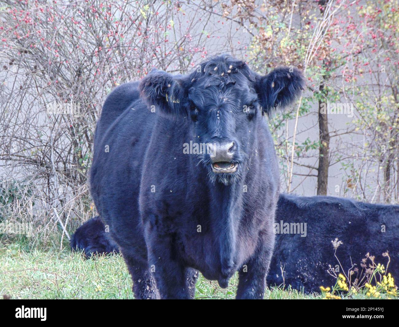 Black angus cow in the grass. Black angus cow portrait Stock Photo Alamy