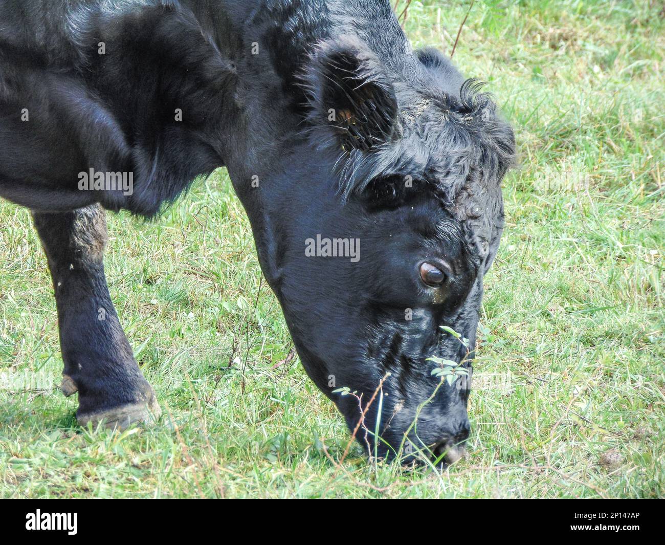 A black angus cow grazing grass. Black angus cow Stock Photo - Alamy