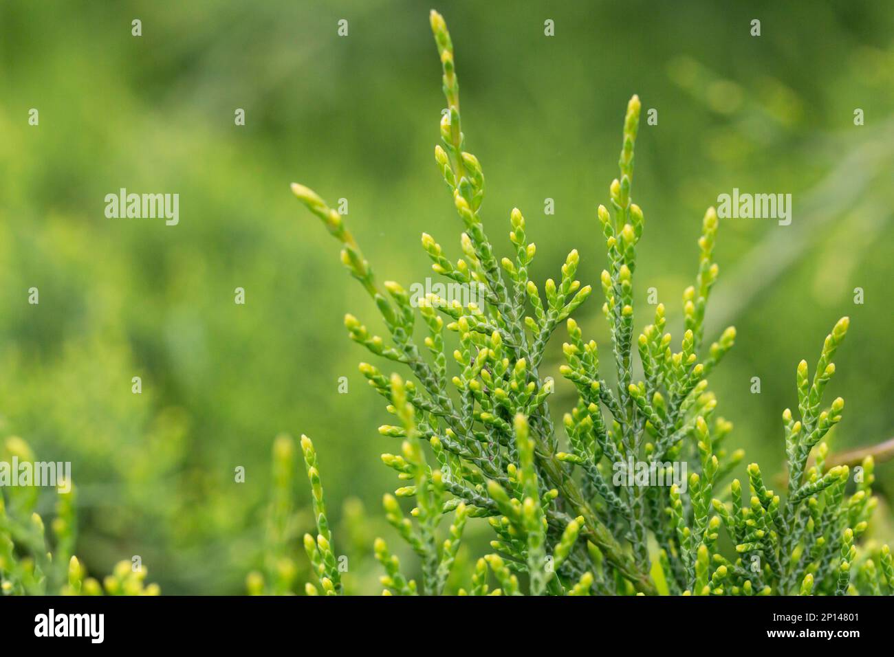 Juniperus chinensis bonsai plant in the garden selective focus, natural background Stock Photo