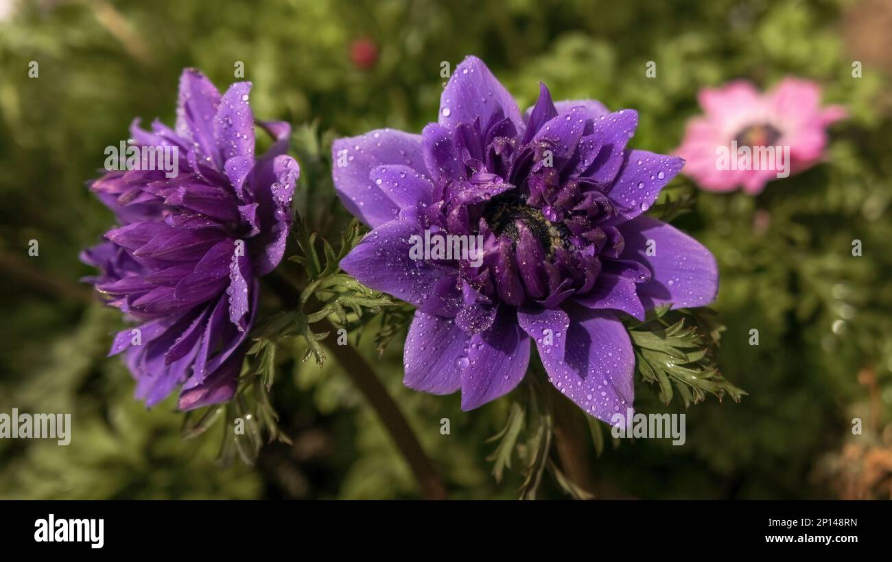 Anemone coronaria Lord Lieutenant semi-double velvet purple spring flower in the garden Stock Photo