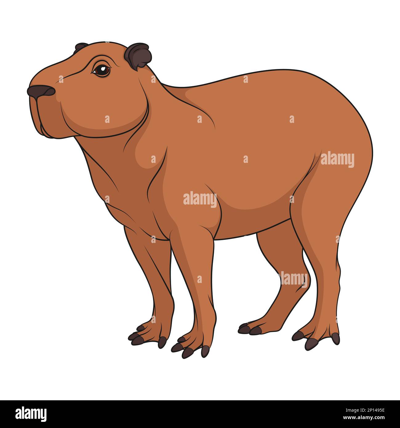 Сolor illustration with capybara. Isolated vector object on white background. Stock Vector