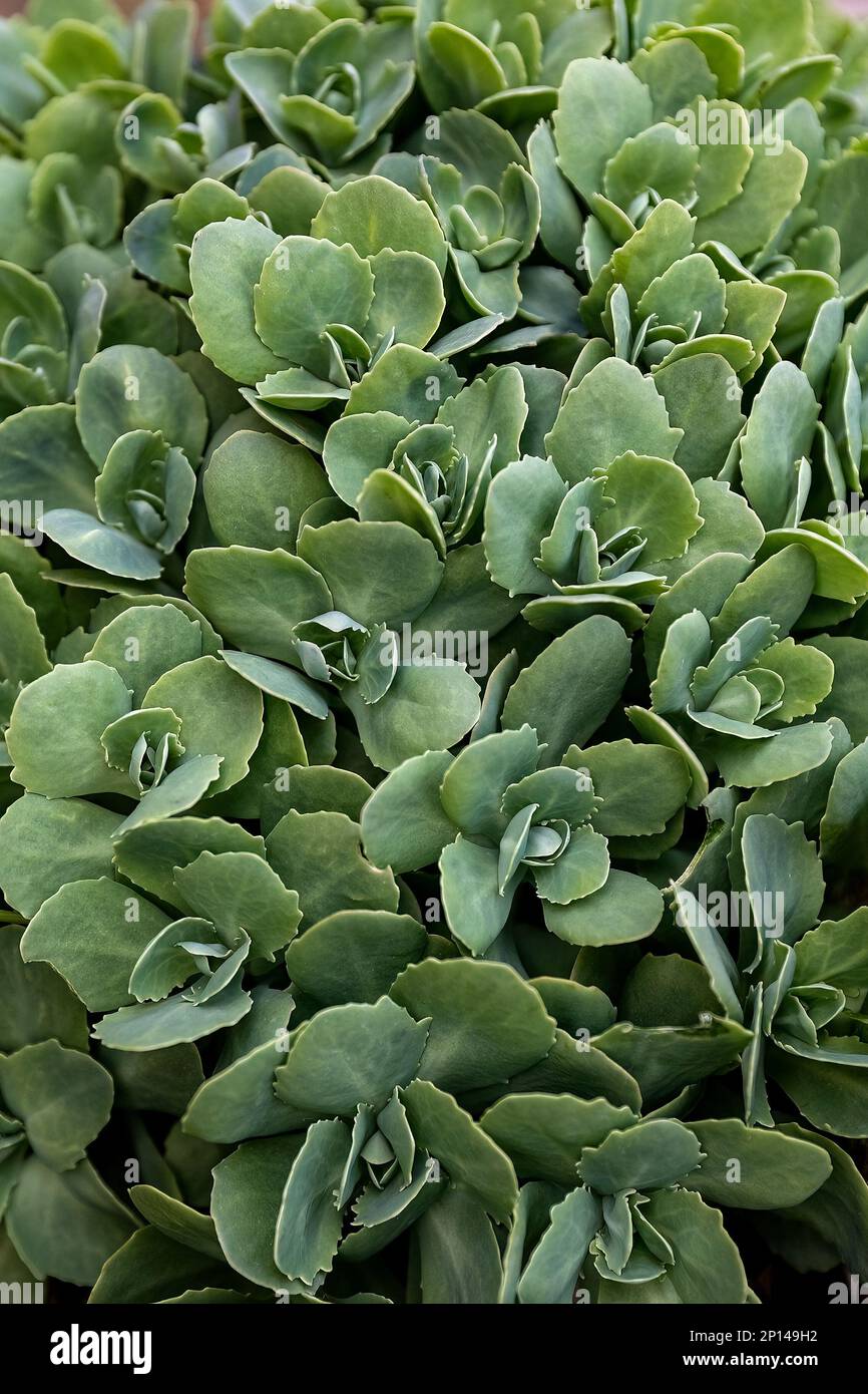 Hylotelephium spectabile or Sedum spectabile green leaves in the garden design Stock Photo