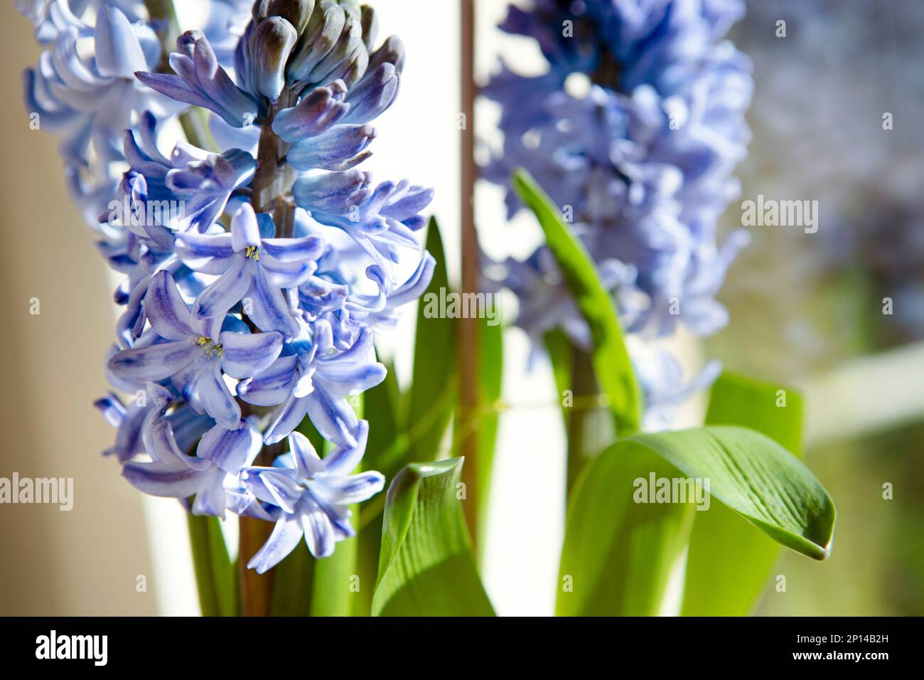 Delft blue hyacinth, spring flower close-up. Flower head macro, spring ...