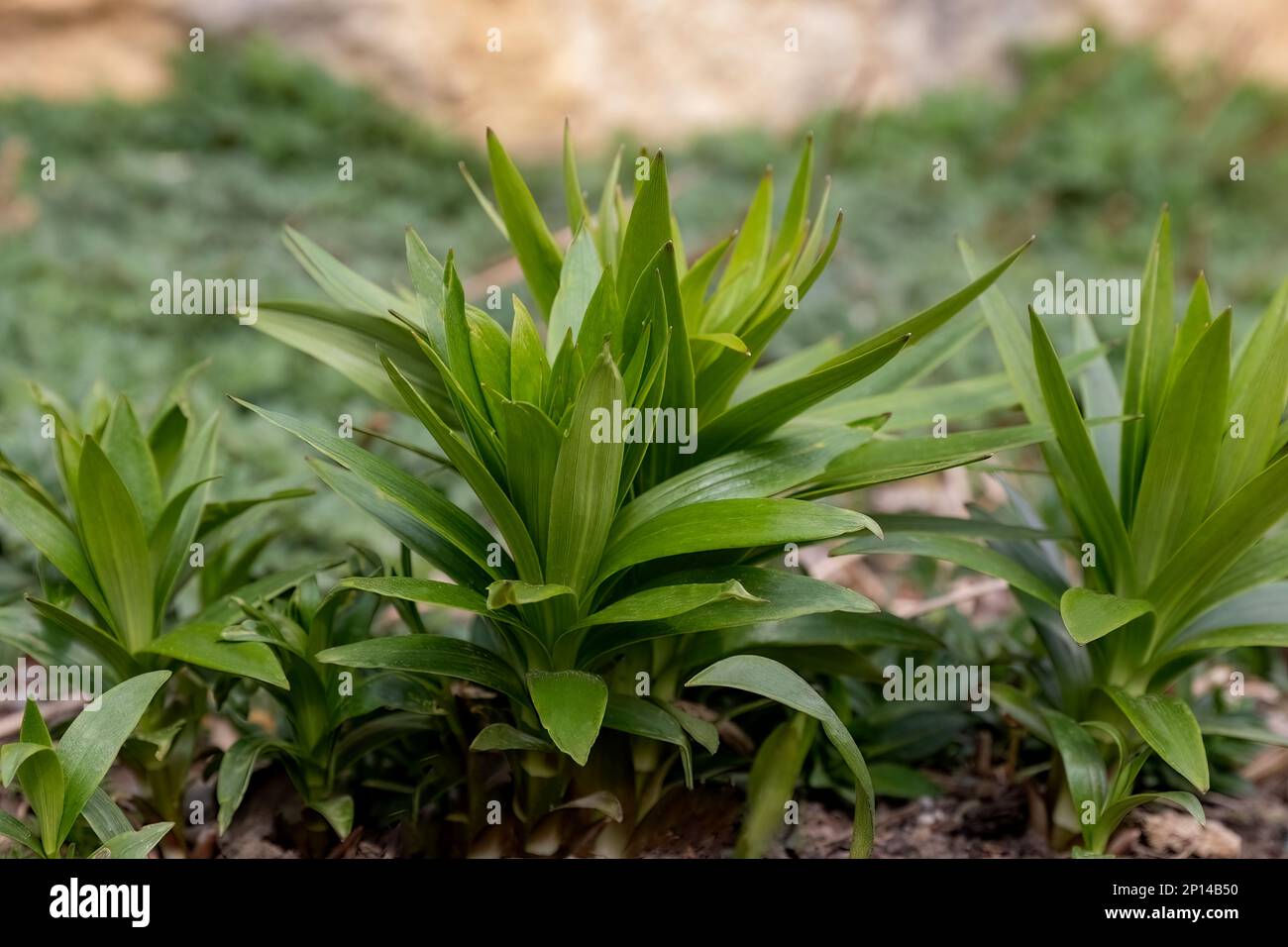 Asiatic lily or lilium bulbiferum green leaves in the garden design Stock Photo