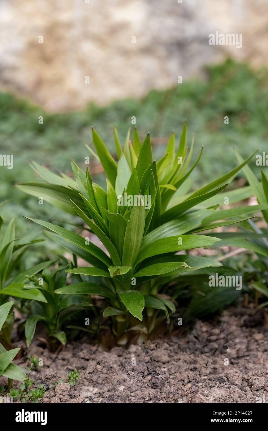 Asiatic lily or lilium bulbiferum green leaves in the garden design Stock Photo
