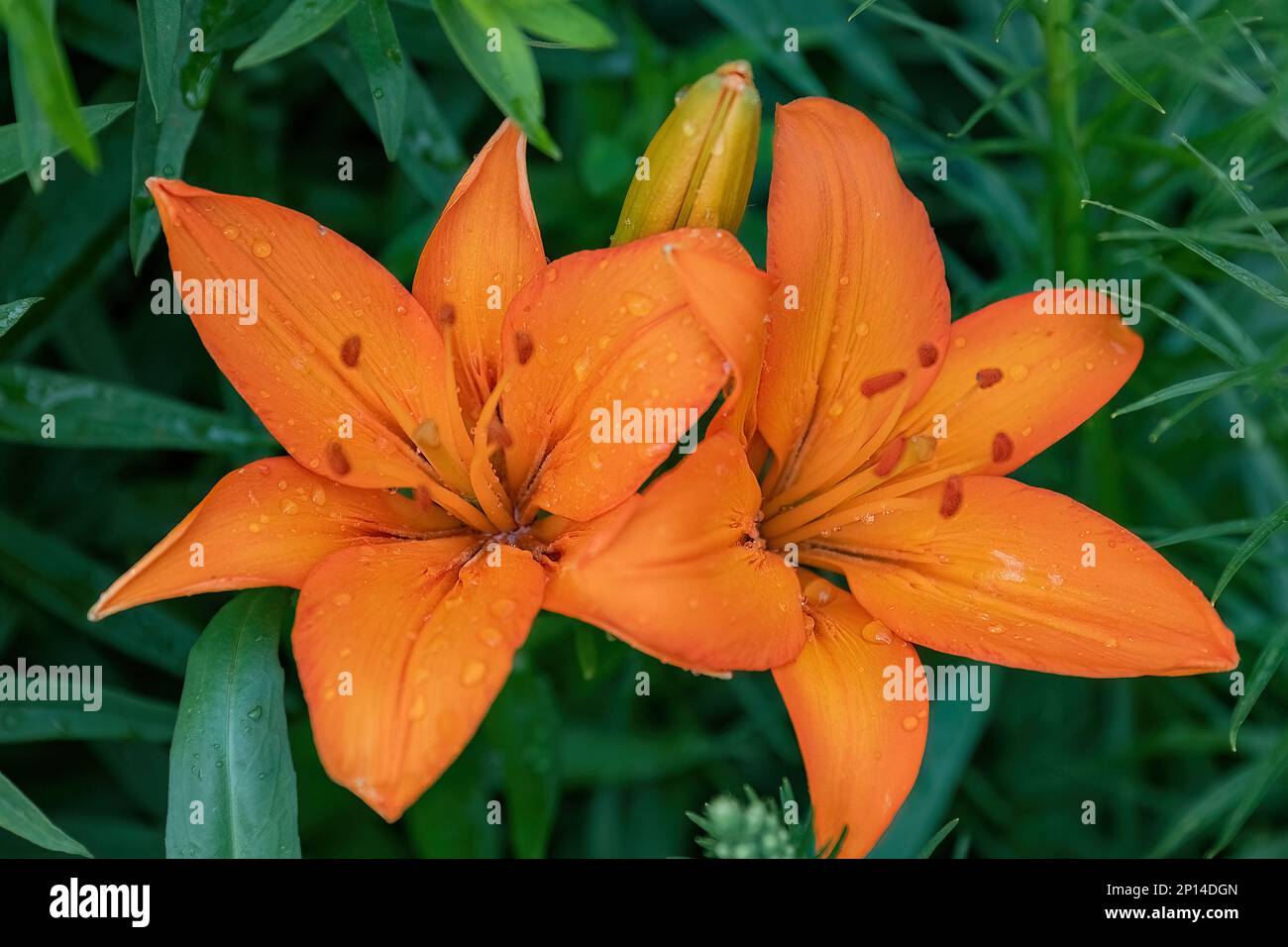 Lilium bulbiferum bulb hi-res stock photography and images - Alamy