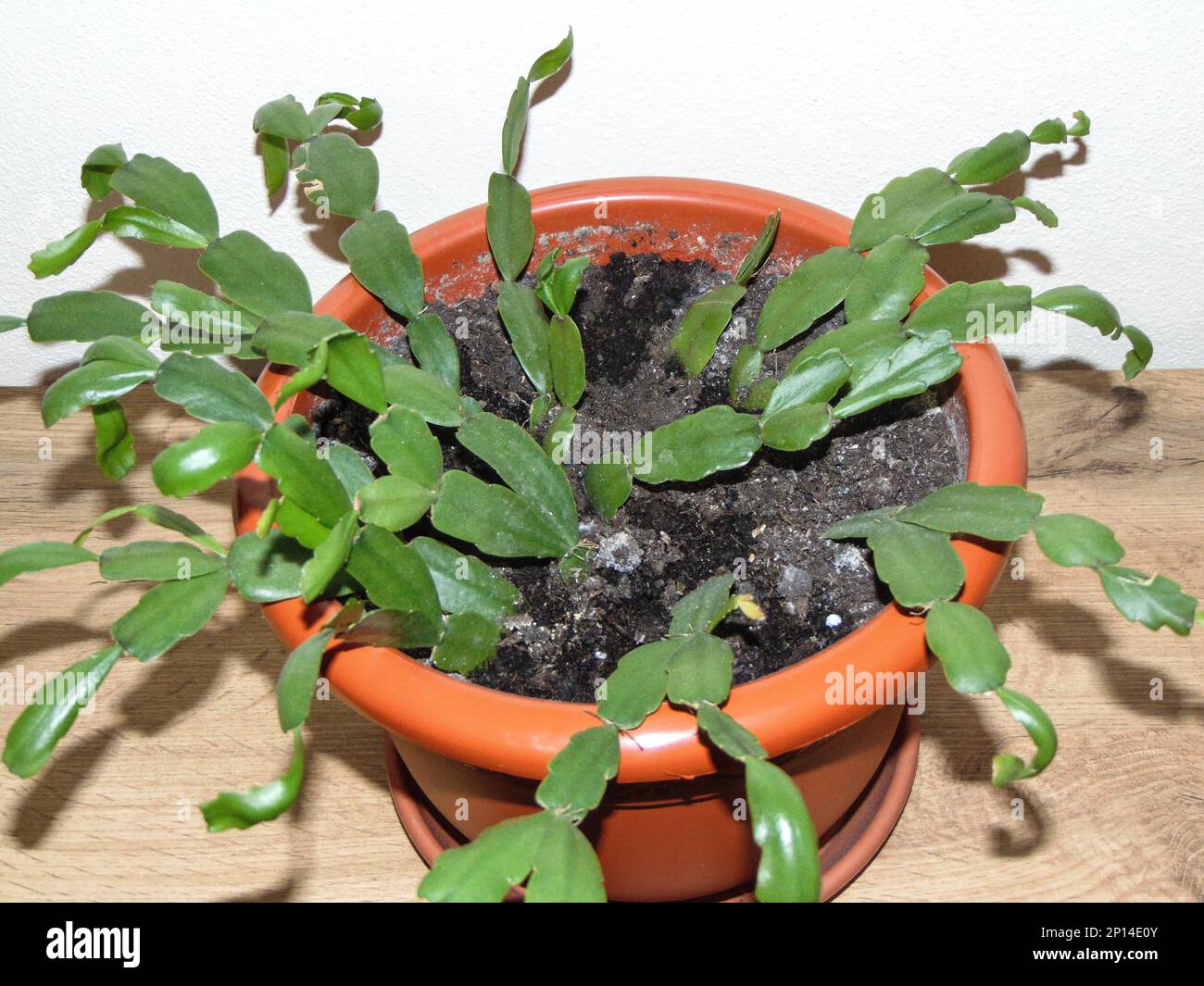 Christmas cactus plant in the pot. Schlumbergera plant Stock Photo Alamy