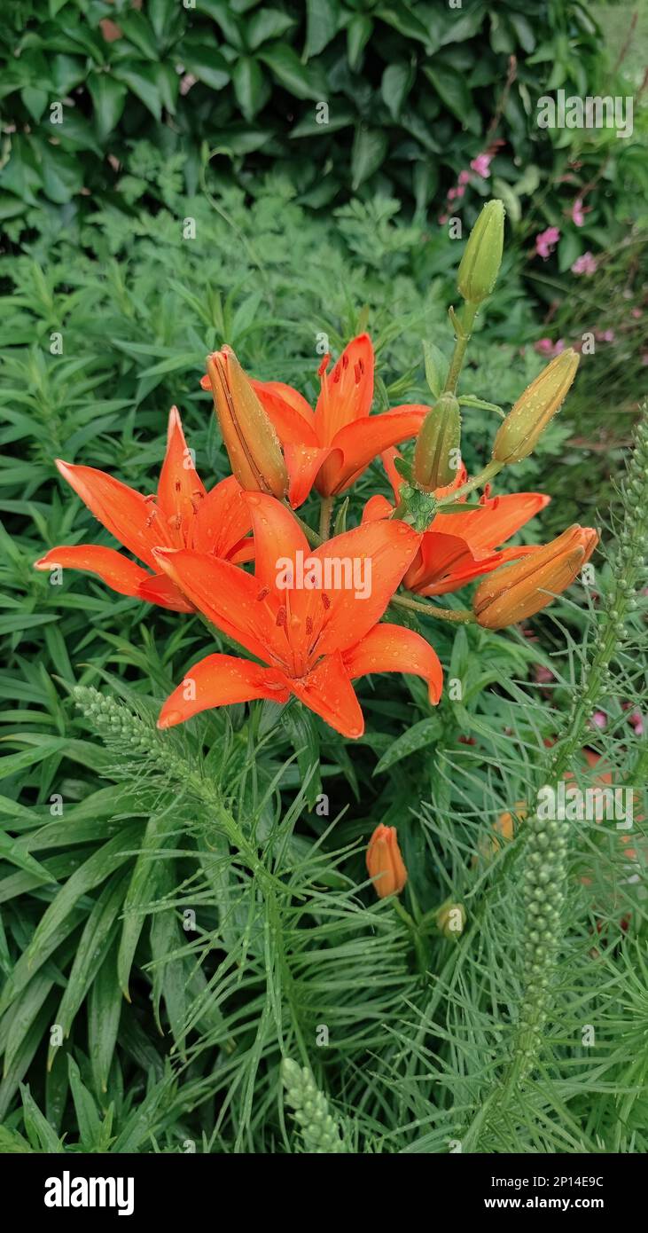 Asiatic lily or lilium bulbiferum orange flower in the garden design Stock Photo