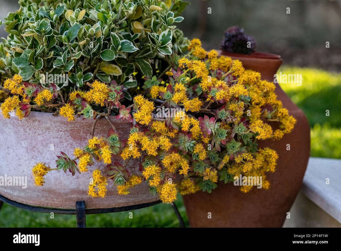 Sedum palmeri Watson yellow flower in the ceramic pot for garden design Stock Photo