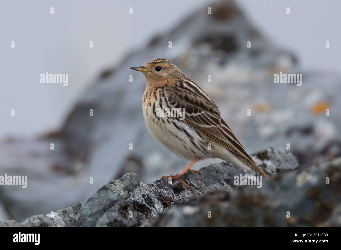 Rotkehlpieper, Rotkehl-Pieper, Anthus cervinus, red-throated pipit, Le Pipit à gorge rousse Stock Photo