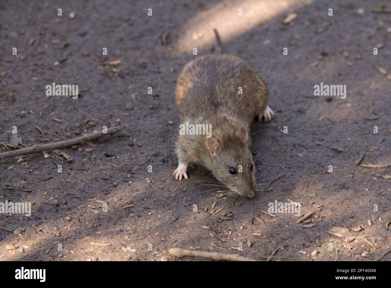 Rat brown Rattus norvegicus, coarse brownish grey fur small finely