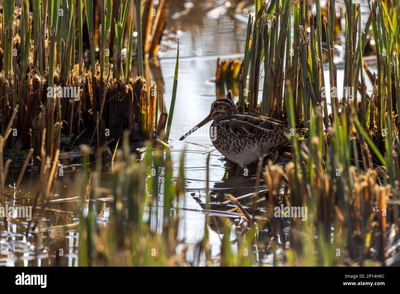 Snipe Gallinago x2, in cut reeds long strait bill dumpy body short legs eyes high on head buffish brown streaky plumage with black and white markings Stock Photo