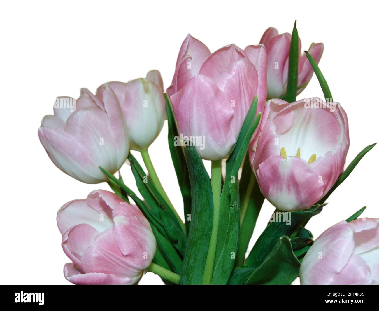Pink tulips isolated on white background Stock Photo - Alamy