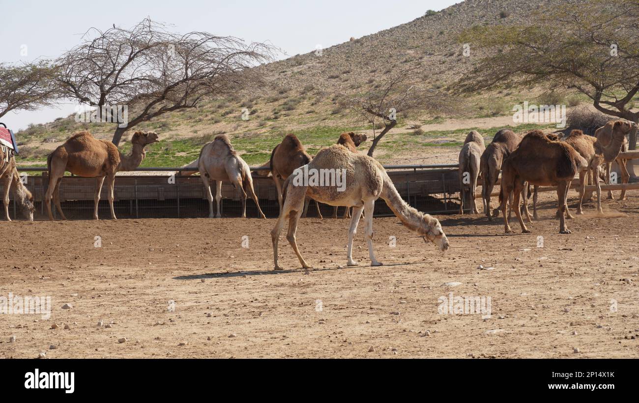 Camels in Negev Desert, Israel, close to Mamshit National Park Stock ...