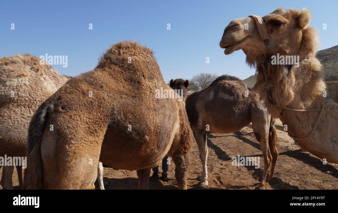 Camel safari in negev desert hi-res stock photography and images - Alamy