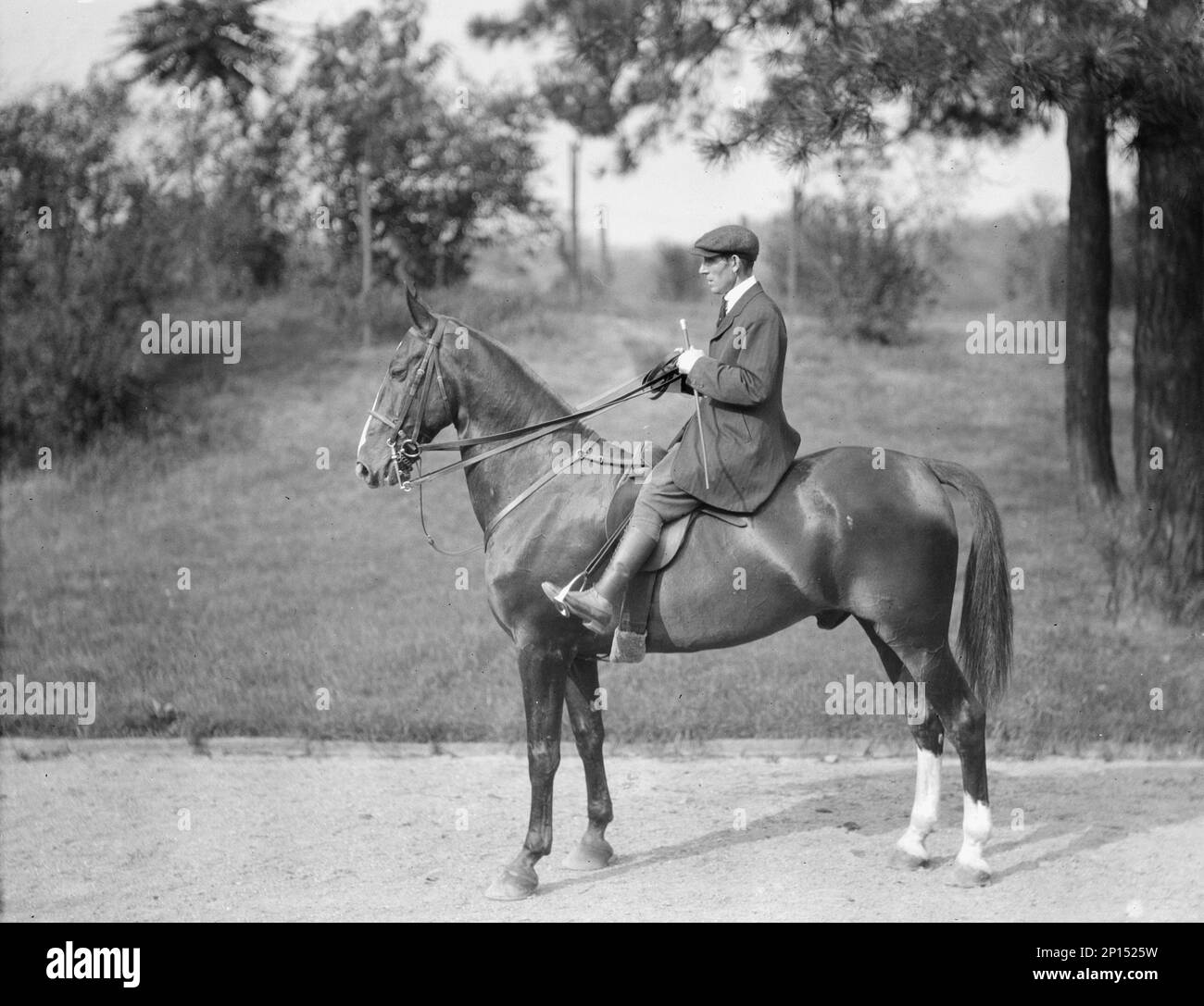 Unidentified man riding Chesty, between 1911 and 1936. Stock Photo