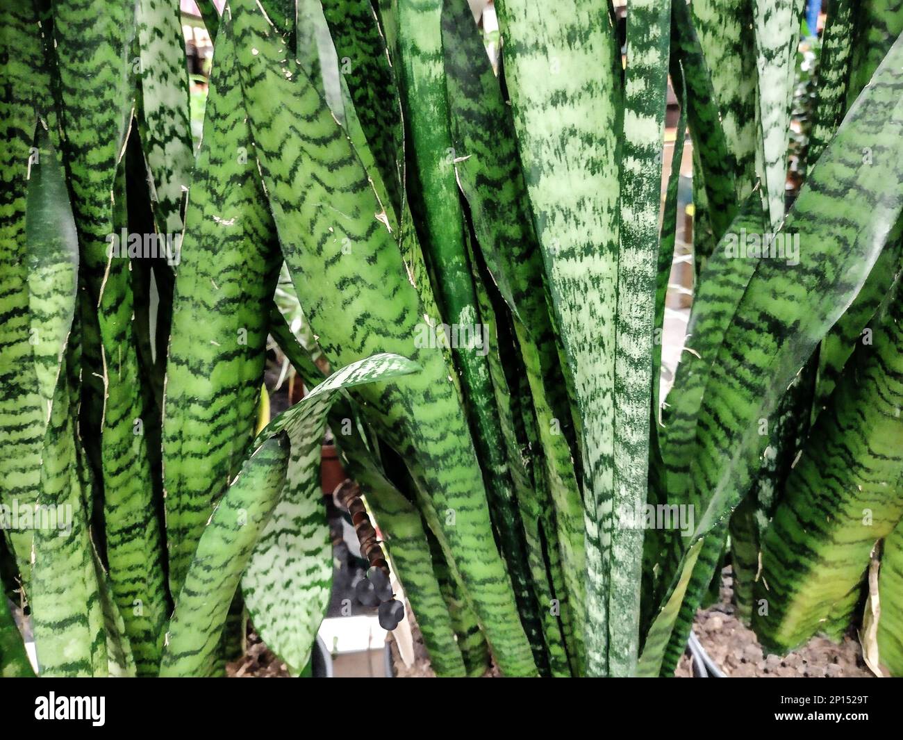 Ceylon bowstring-hemp plant. Sansevieria zeylanica Stock Photo