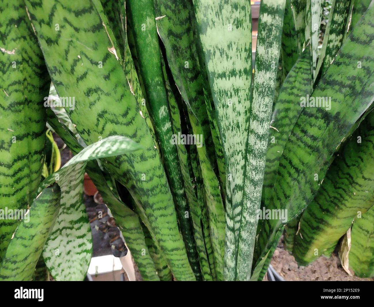Ceylon bowstring-hemp plant. Sansevieria zeylanica Stock Photo