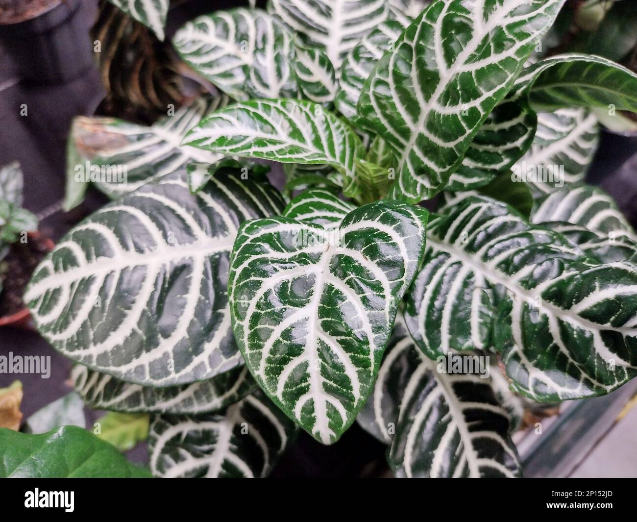 Zebraplant in the pot. Aphelandra squarrosa plant Stock Photo