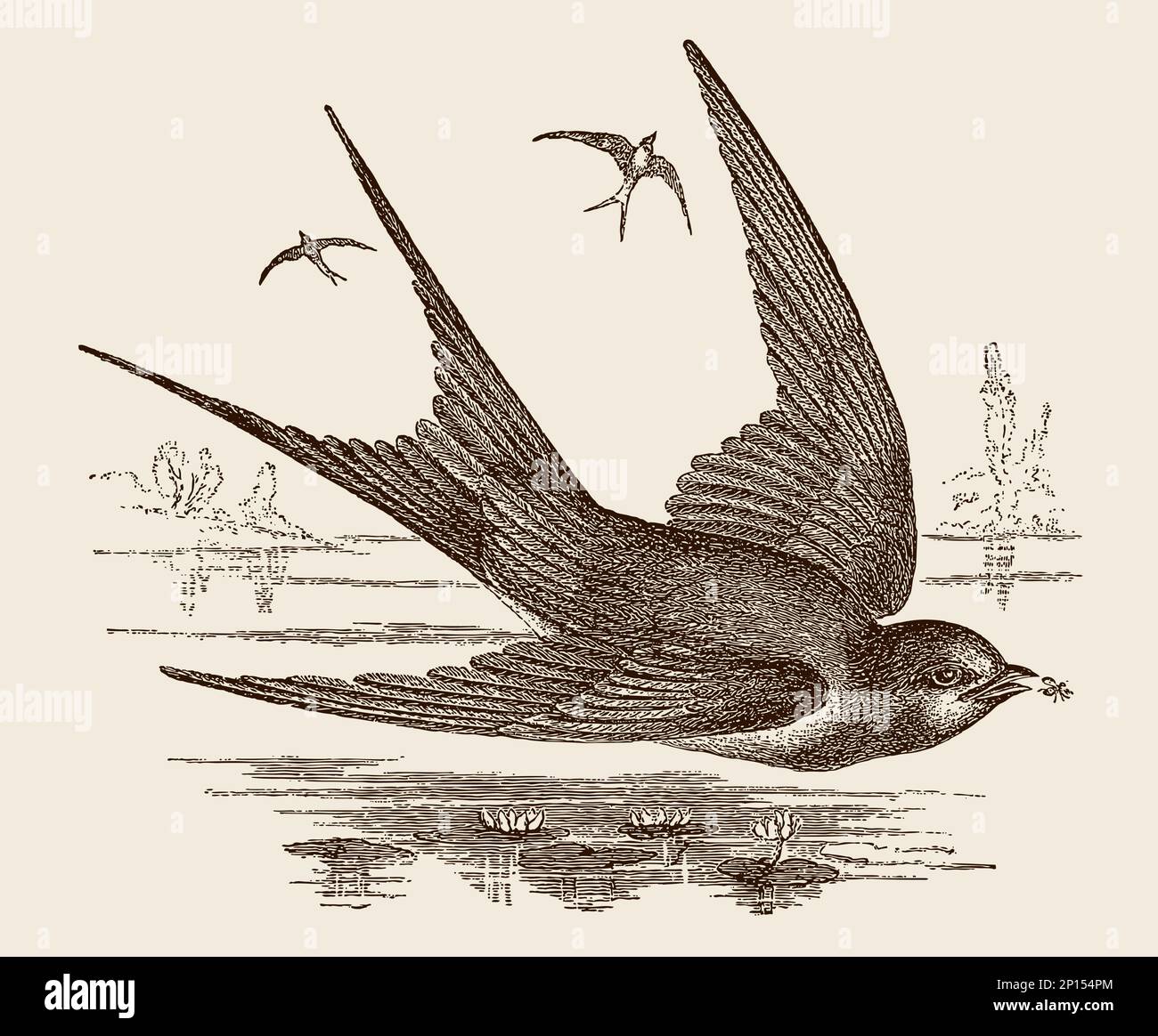 Flying swallow catching insect, after antique wood engraving Stock Vector