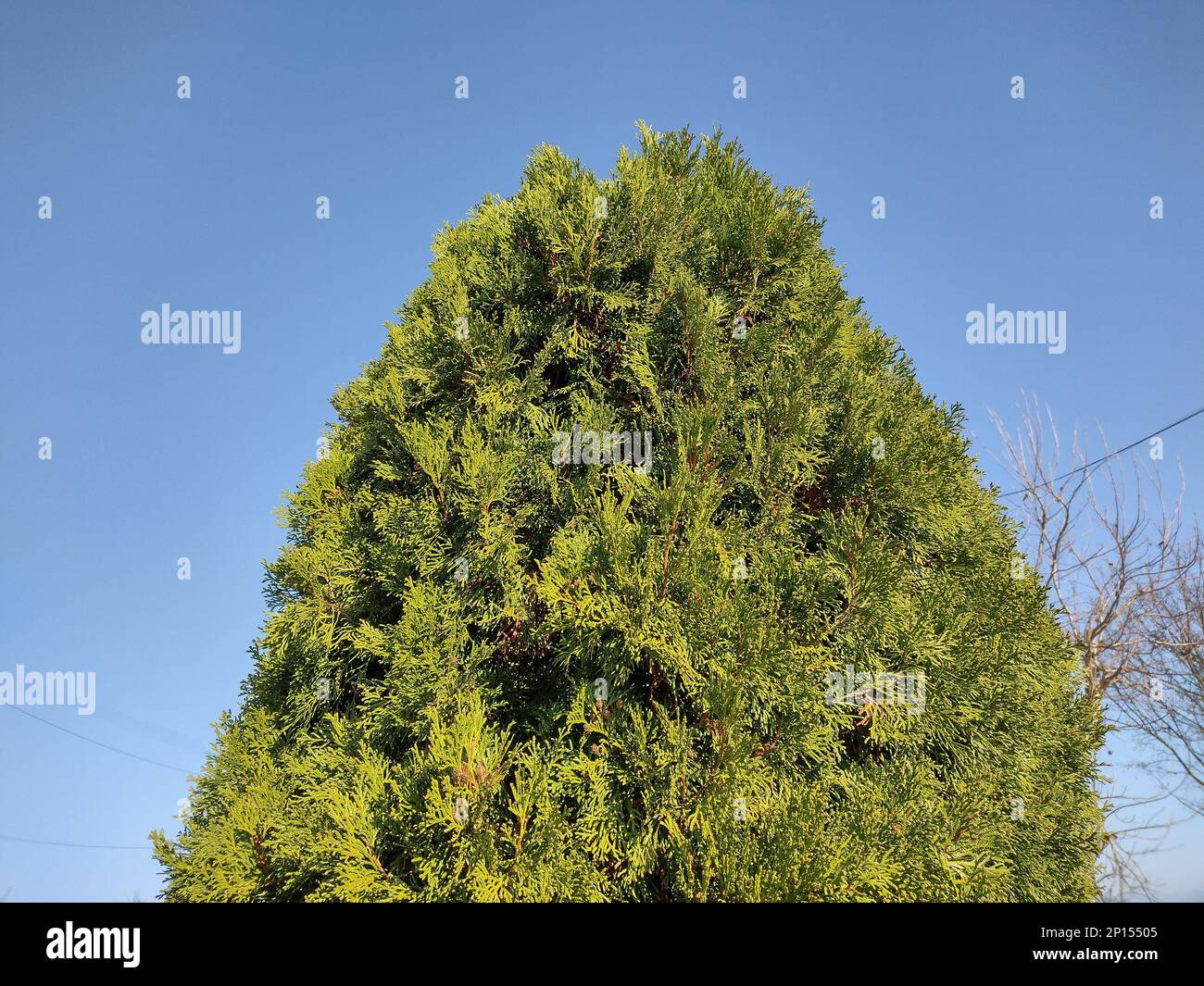 Northern white cedar. Thuja occidentalis Stock Photo