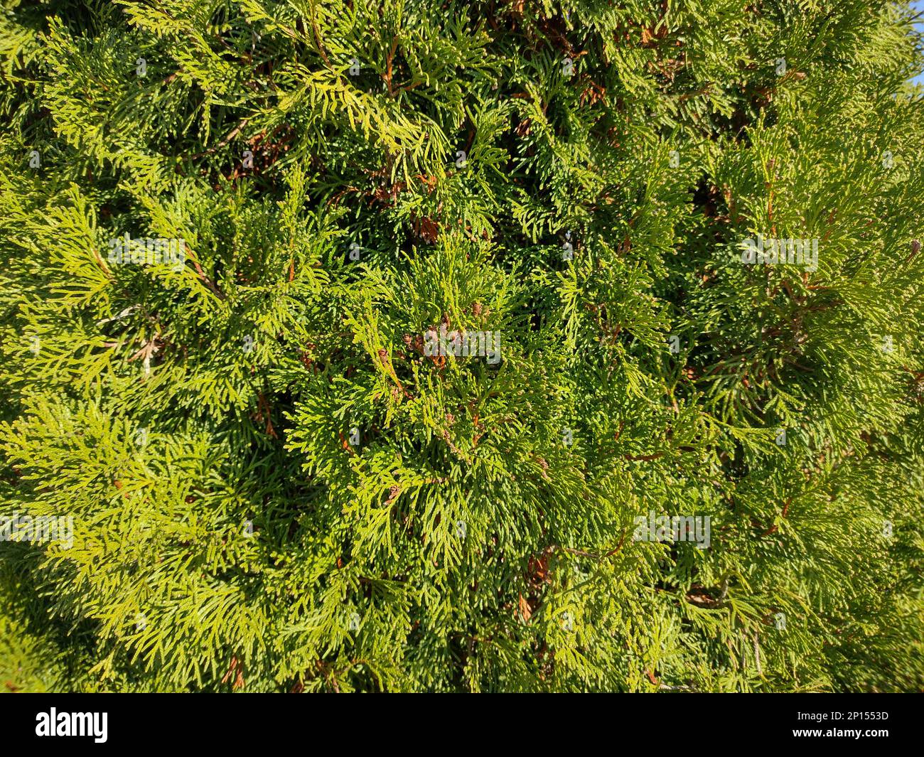 Northern white cedar. Thuja occidentalis Stock Photo