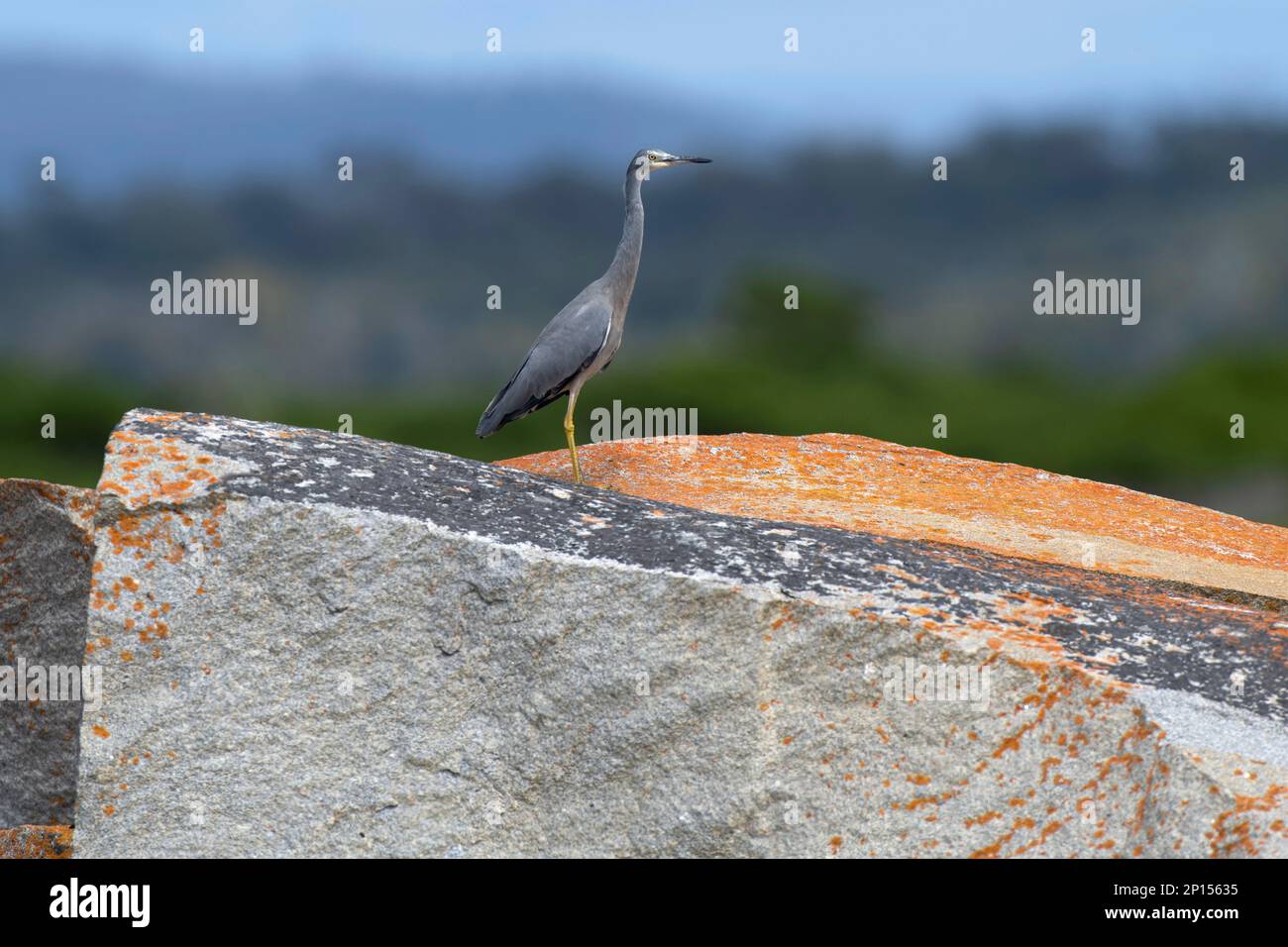 White faced heron stands aloof on a lichen covered boulder outcrop set on the distant hills and forest oof the Bay of fires Stock Photo