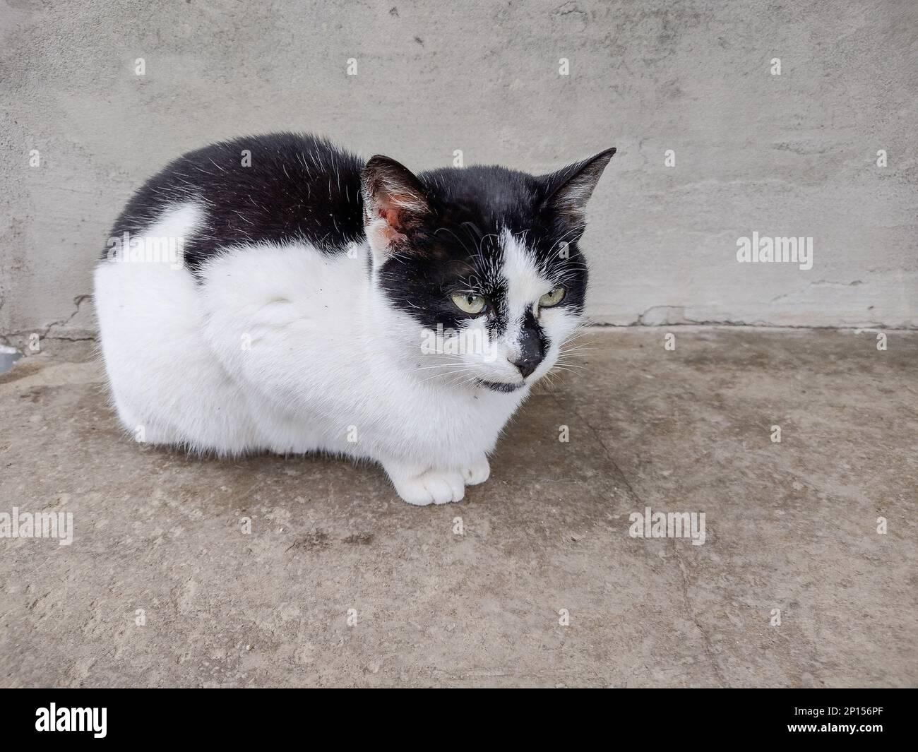 White Cat With Black Spots Stock Photo Alamy white-cat-with-black-spots-stock-photo-alamy