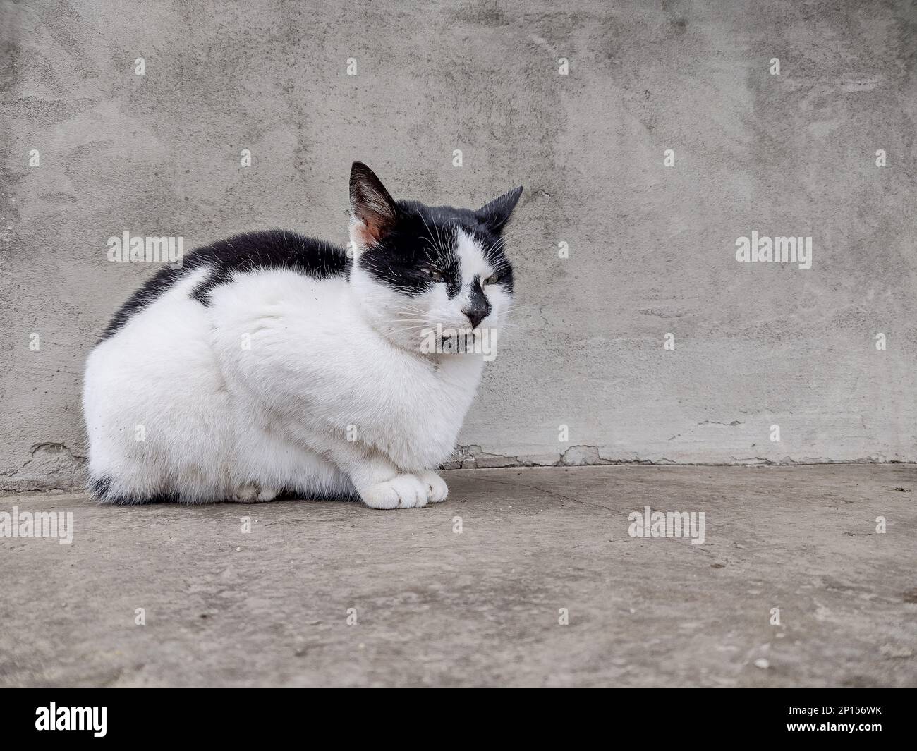White cat with black spots Stock Photo Alamy