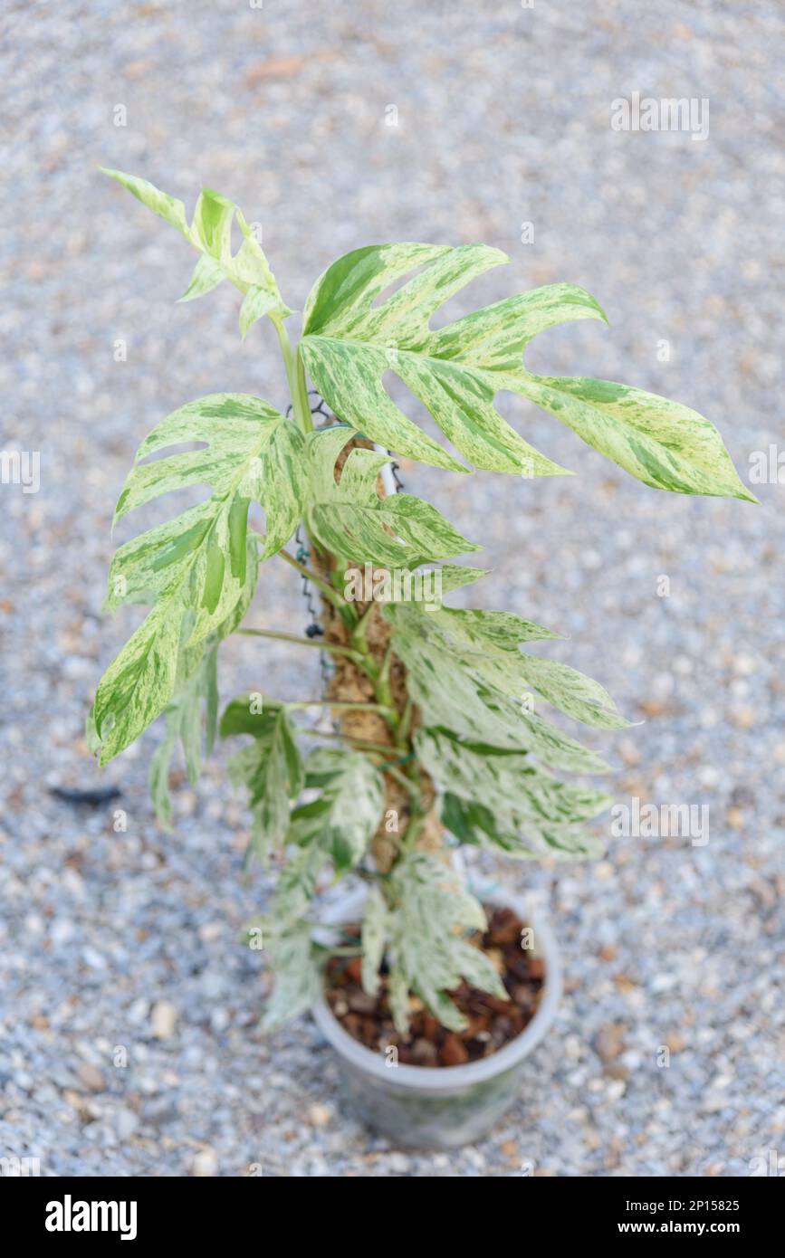 Fresh Leaf of epipremnum pinnatum marble plant in a pot Stock Photo Alamy